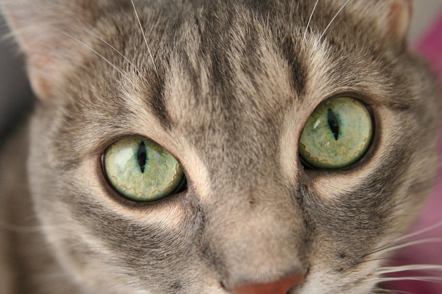 Kotiki.ru - все котики и кошечки Интернета