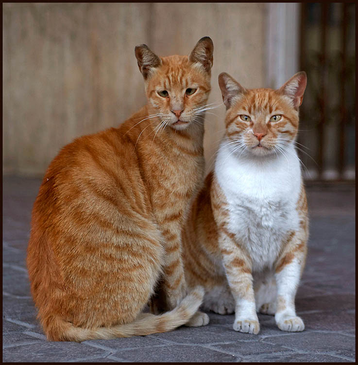 Kotiki.ru - все котики и кошечки Интернета