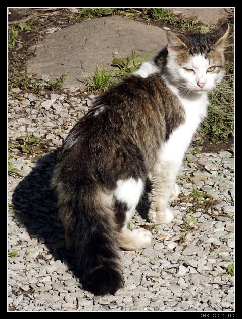 Kotiki.ru - все котики и кошечки Интернета