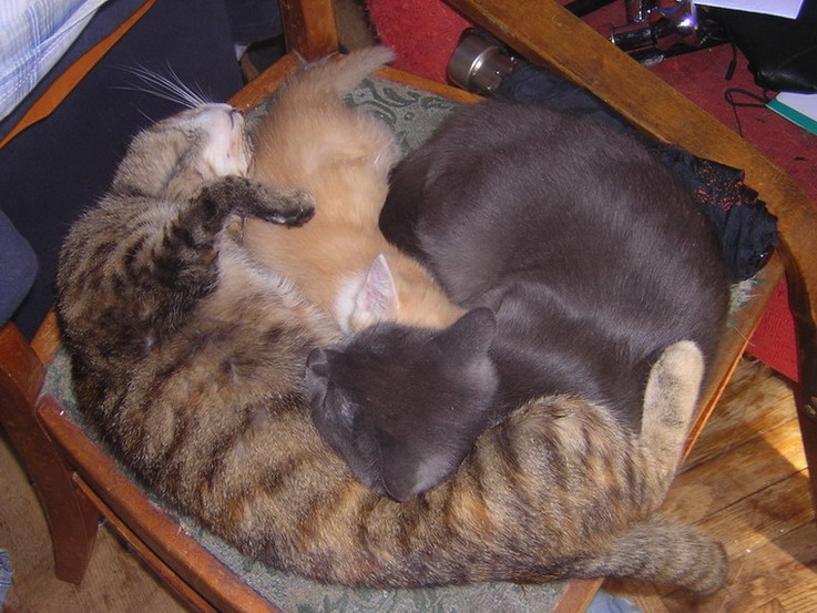 Kotiki.ru - все котики и кошечки Интернета