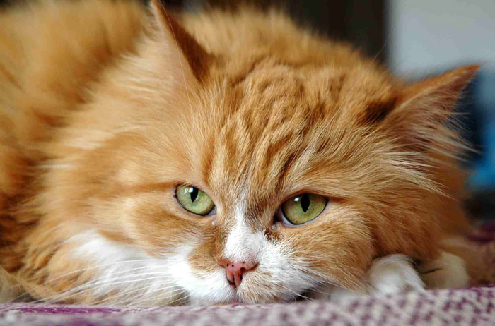 Kotiki.ru - все котики и кошечки Интернета