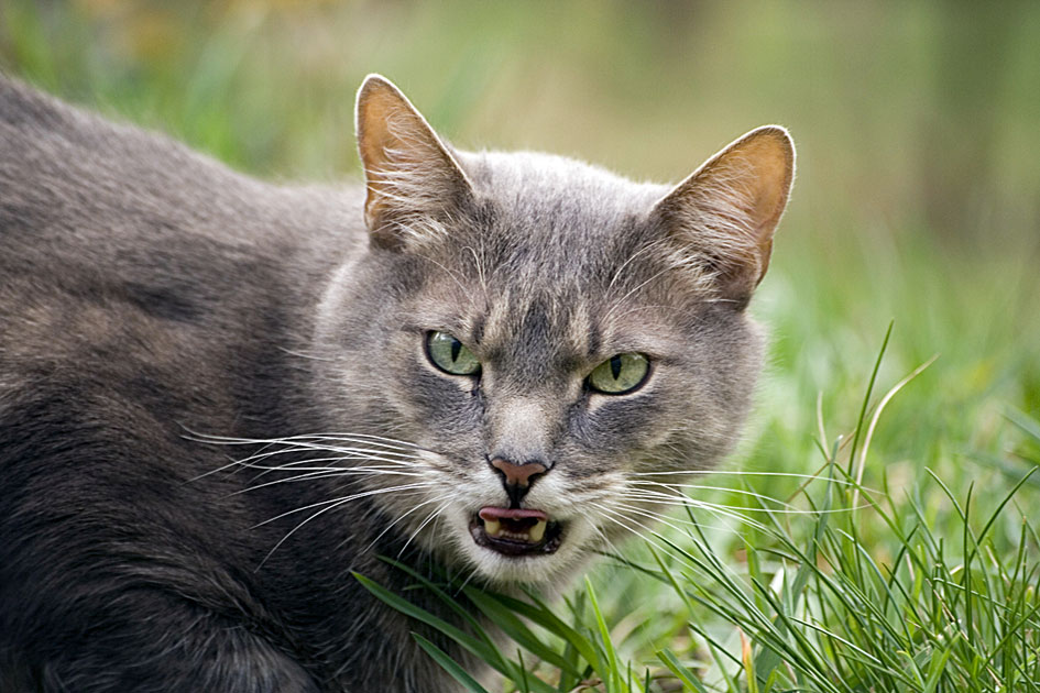 Kotiki.ru - все котики и кошечки Интернета