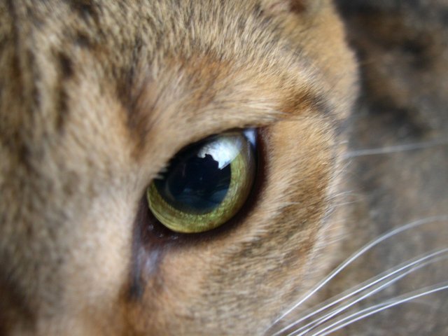 Kotiki.ru - все котики и кошечки Интернета