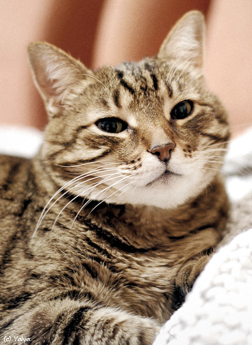 Kotiki.ru - все котики и кошечки Интернета