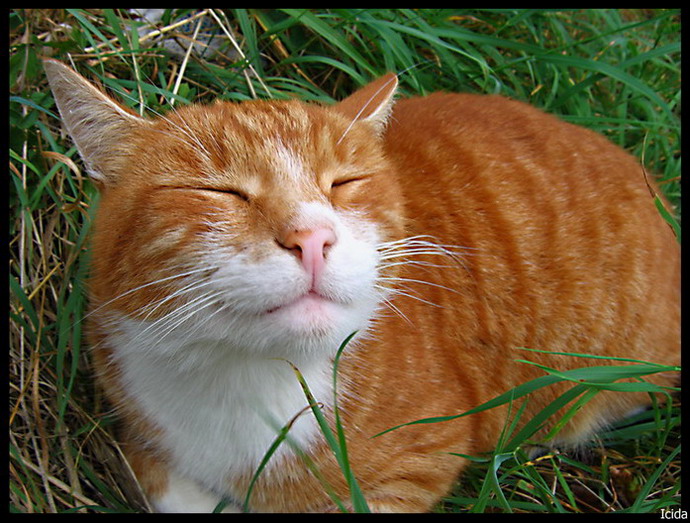 Kotiki.ru - все котики и кошечки Интернета