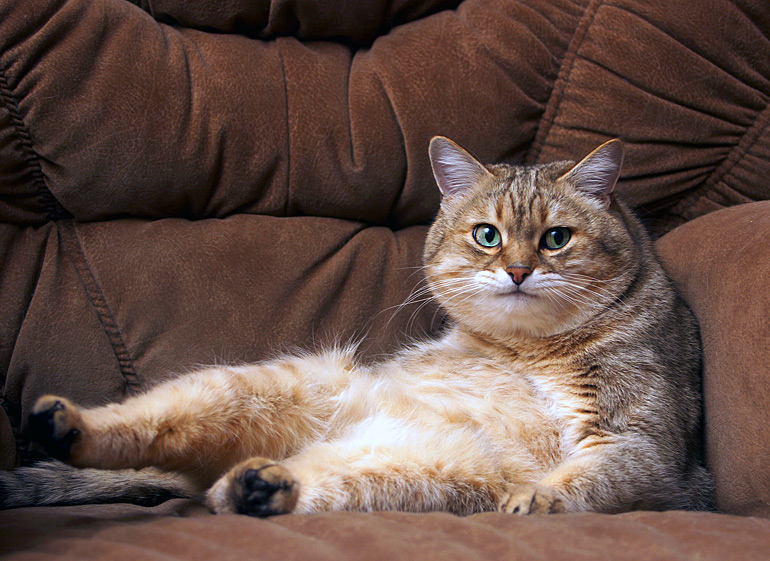 Kotiki.ru - все котики и кошечки Интернета