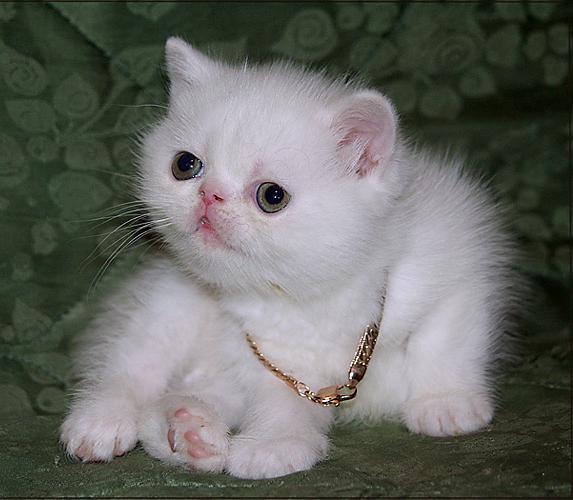 Kotiki.ru - все котики и кошечки Интернета