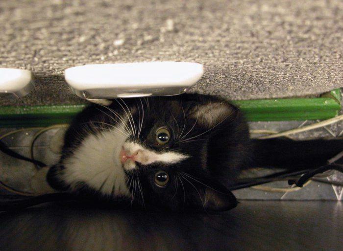 Kotiki.ru - все котики и кошечки Интернета