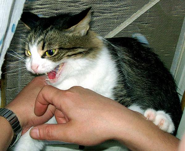 Kotiki.ru - все котики и кошечки Интернета