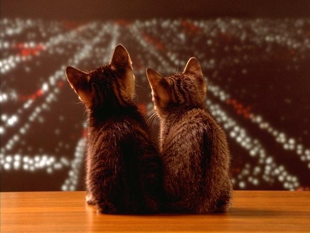 Kotiki.ru - все котики и кошечки Интернета
