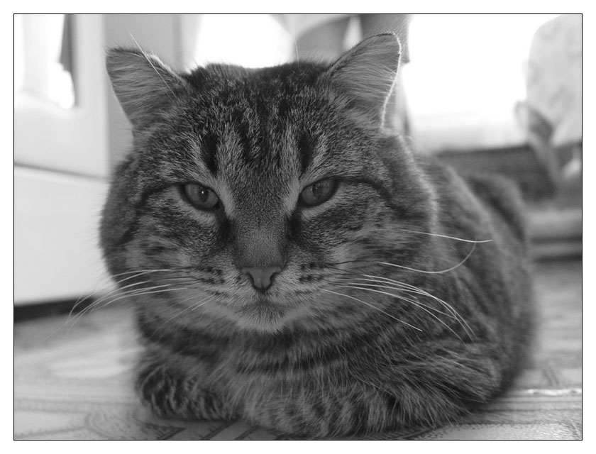 Kotiki.ru - все котики и кошечки Интернета