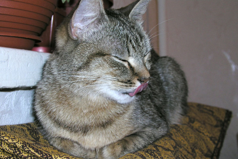 Kotiki.ru - все котики и кошечки Интернета