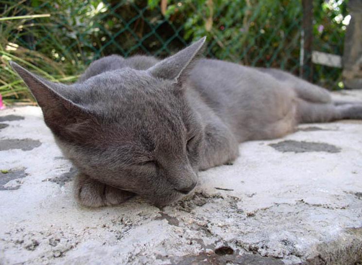 Kotiki.ru - все котики и кошечки Интернета