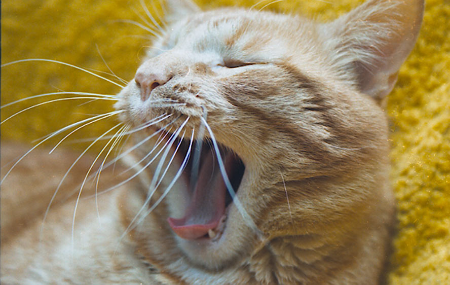 Kotiki.ru - все котики и кошечки Интернета