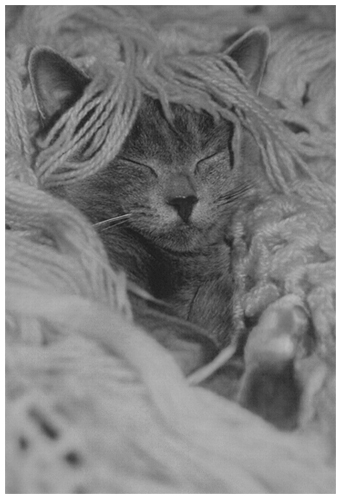 Kotiki.ru - все котики и кошечки Интернета