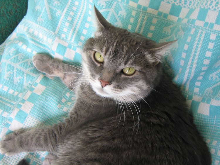 Kotiki.ru - все котики и кошечки Интернета