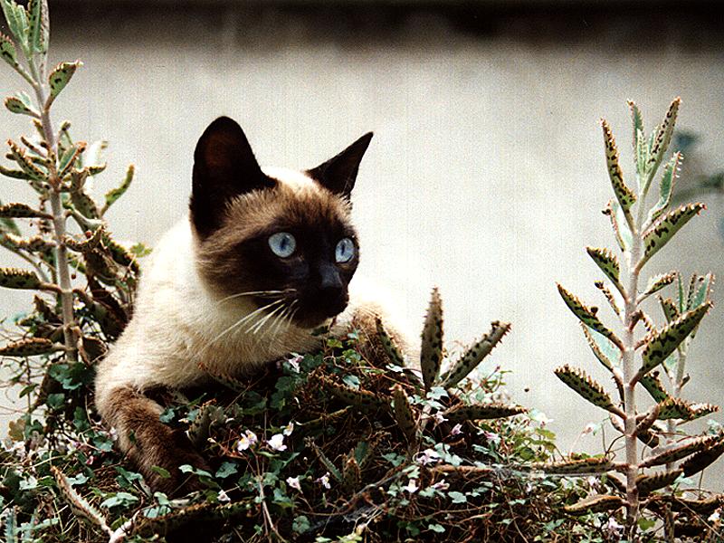 Kotiki.ru - все котики и кошечки Интернета