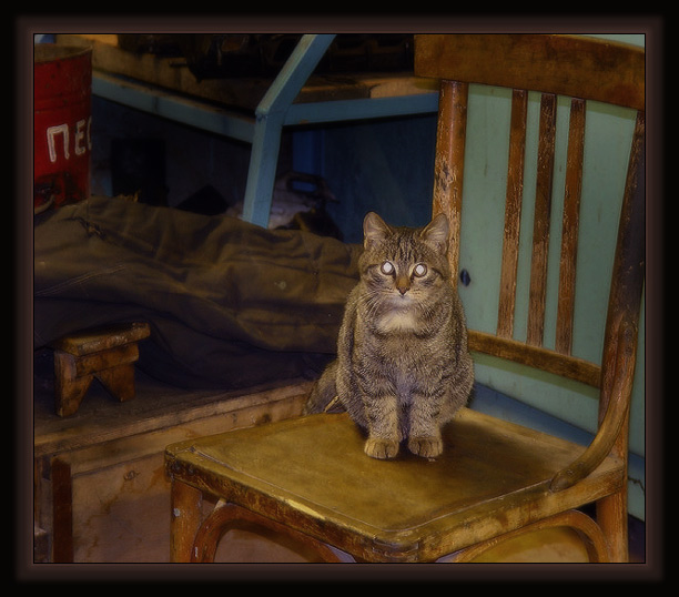 Kotiki.ru - все котики и кошечки Интернета