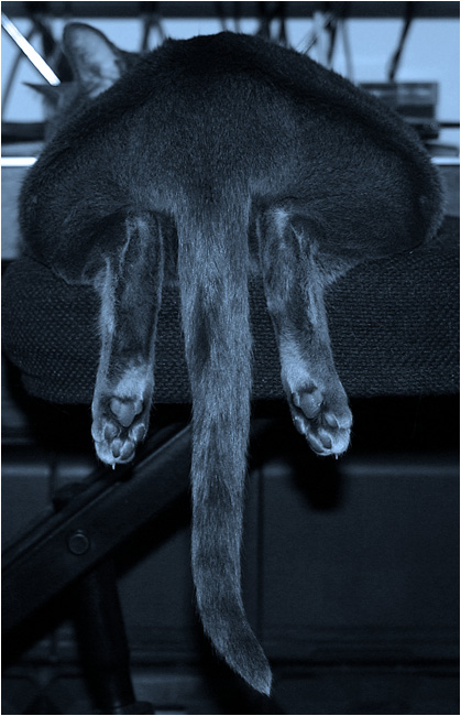 Kotiki.ru - все котики и кошечки Интернета