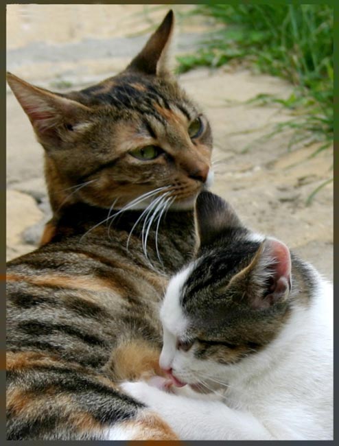 Kotiki.ru - все котики и кошечки Интернета