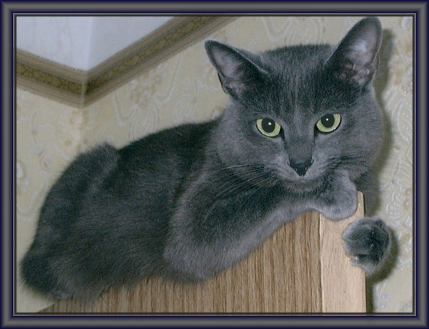 Kotiki.ru - все котики и кошечки Интернета