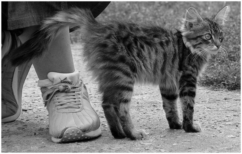 Kotiki.ru - все котики и кошечки Интернета