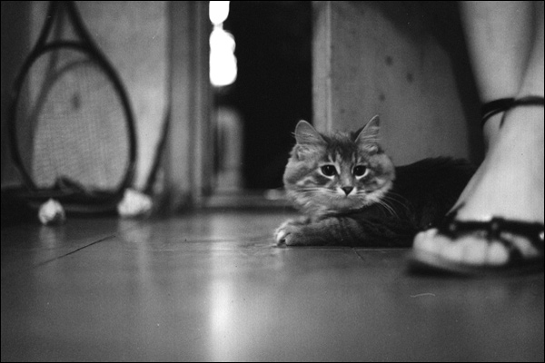 Kotiki.ru - все котики и кошечки Интернета