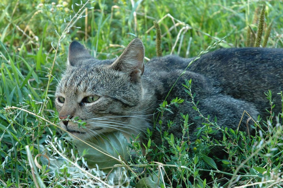 Kotiki.ru - все котики и кошечки Интернета