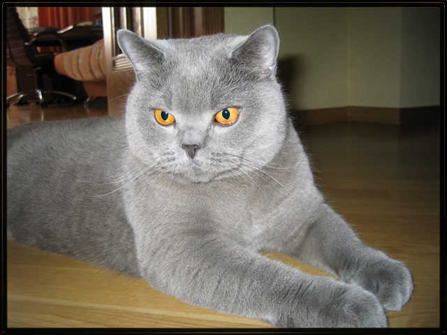 Kotiki.ru - все котики и кошечки Интернета