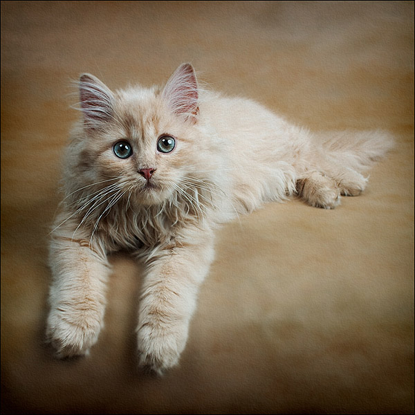 Kotiki.ru - все котики и кошечки Интернета