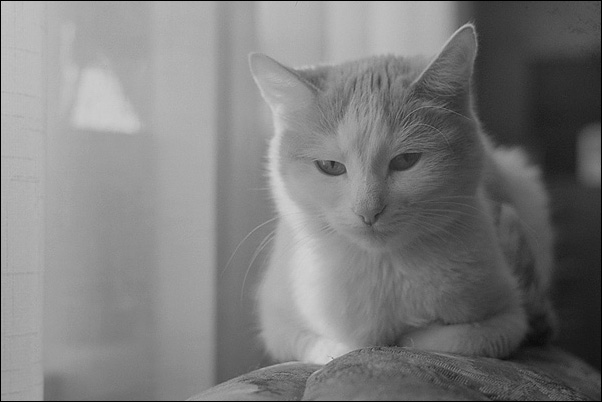 Kotiki.ru - все котики и кошечки Интернета