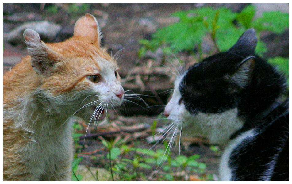 Kotiki.ru - все котики и кошечки Интернета