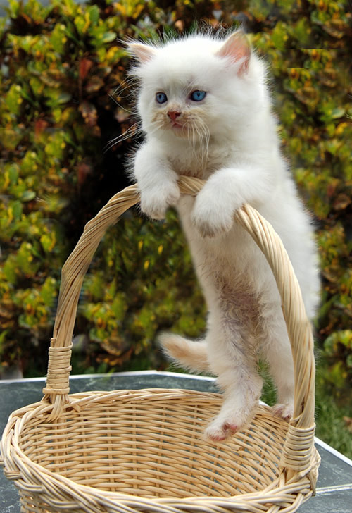 Kotiki.ru - все котики и кошечки Интернета