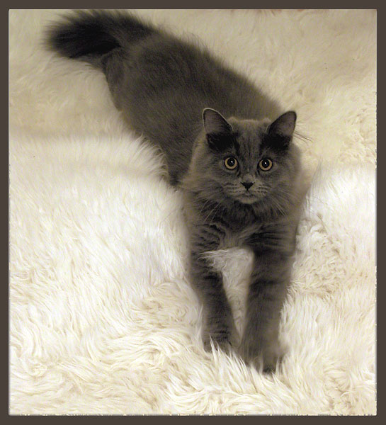 Kotiki.ru - все котики и кошечки Интернета