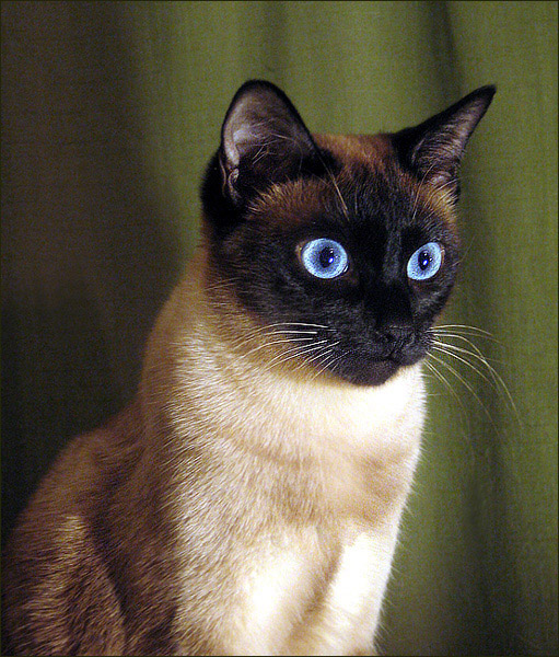 Kotiki.ru - все котики и кошечки Интернета